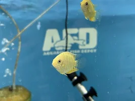 Some neat fish at my LFS