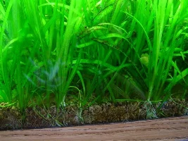 Before and After Planted tank