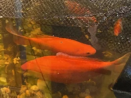 New Pics of Pond Fish