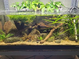 Dd's Tanks And Fish