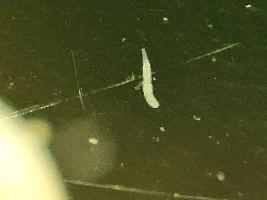 WORMS IN TANK, NEED IDENTIFICATION.