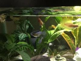 Betta Sorority (6 Month Update) (Comments/Advice/Guidance Welcomed!)