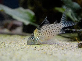 Corydoras discussion