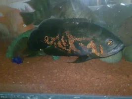 My 425 L Tank & Fishes