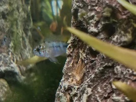 Dwarf Cichlid Help please