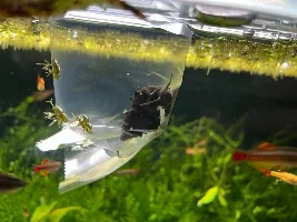 Asian river tank
