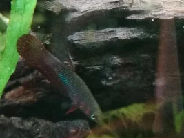 Betta Coccina Breeding Tank