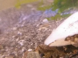 1 gallon nano invert tank