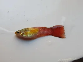 Help!  Everything in my tank keeps dying after getting cardinal tetras (TW - Dead fish pic)
