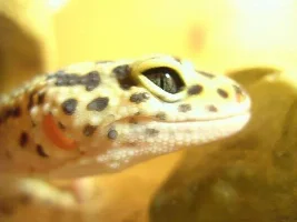 Eddie Lizzard