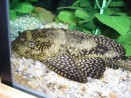 My Pleco