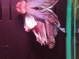 Help Betta fish is sick