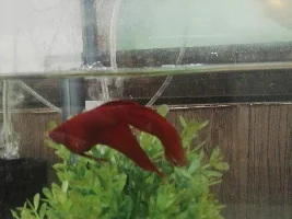 Betta with swollen belly