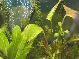Plants decaying?