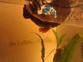 My 10 Gallon Tank