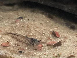 Erratically swimming shrimp after adding to tank
