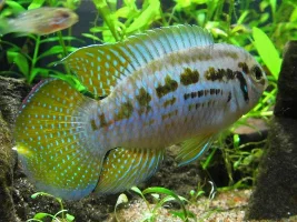 buying fish, and the sellers use of the terms "pair or "breeding group"