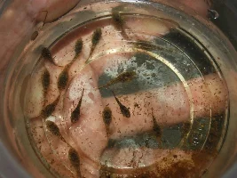 Young bristlenoses