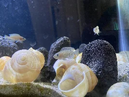 Shell Dweller Tank question
