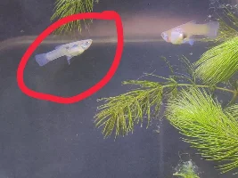 Black spots on female guppy??