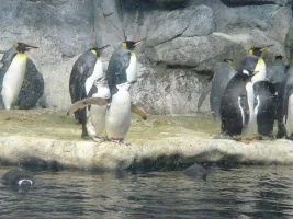 Moody Gardens