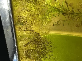Diatoms, Bacteria, Algae - OH MY!