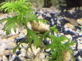 How many plants for silent cycle?