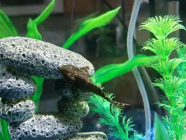 Betta with Fin rot?