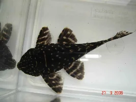 Anybody Id This Panaque?