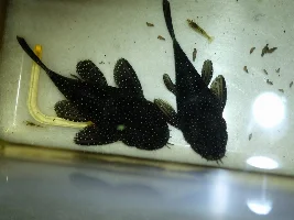 Can anyone sex my plecos please? Meet Ziggy and Stardust!