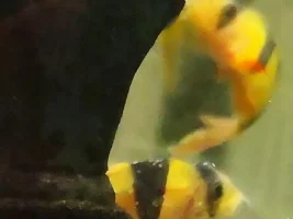 is this white spot?