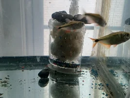 cleaning up my plants