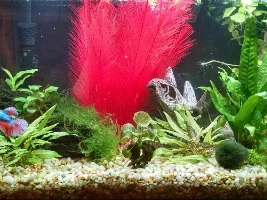 Is This Lymphocystis?