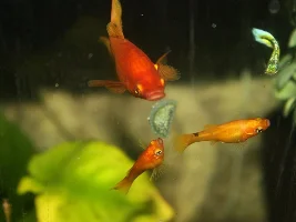 My red lyretail mollies