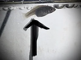 Platy fish