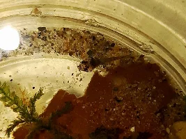 So Many Babies