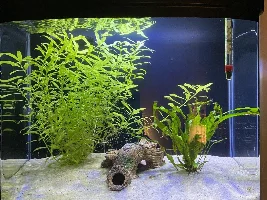 Plant Suggestions for Small Tank