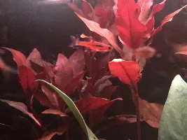 Stocking suggestions for a 7 gallon tank