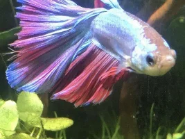 Was my beta fish electrocuted??
