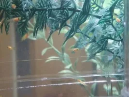 Fry Rubbing On Gravel