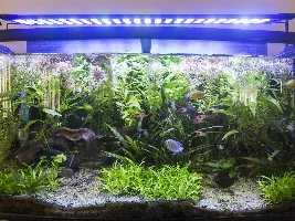 55 Gallon Dirt Substrate Community Tank