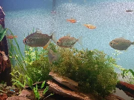 Planted silver dollar tank experiment