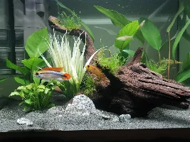 My office Apisto tank