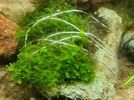 Moss/liverwort ID