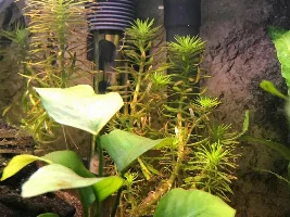 Small Planted Setup