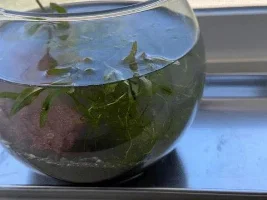 Cool Wild Plant