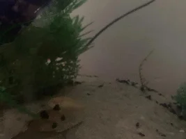 Process of removing Ammonia