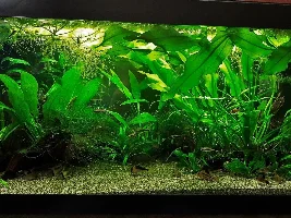 How to start a CO2 system? Is it necessary?