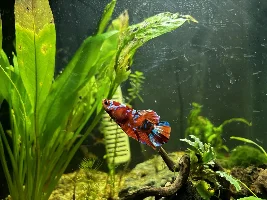 My 60L Cube