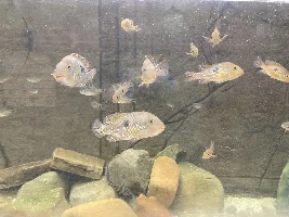Help Identifying Species